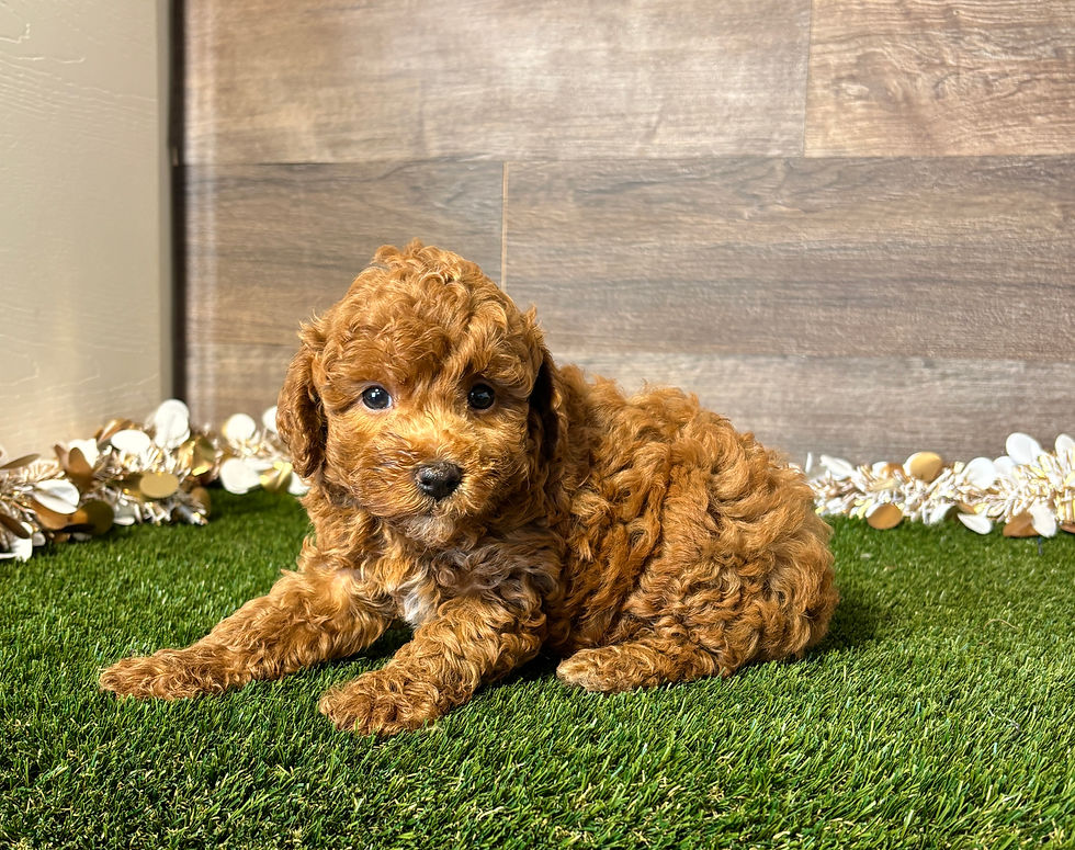 Toy Poodle puppy for sale Pete