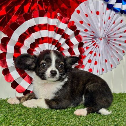 Chihuahua puppy for sale Kara
