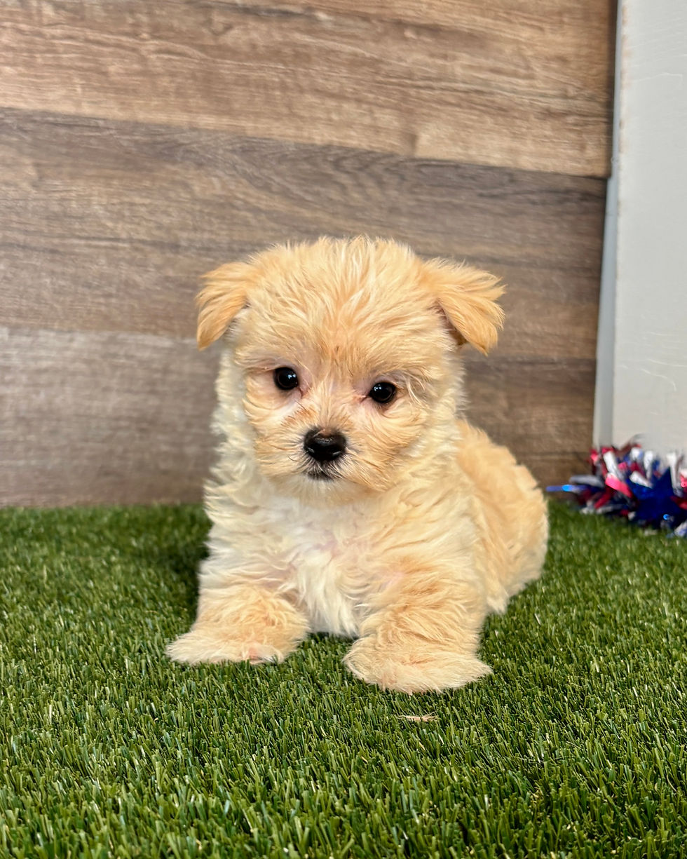 Morkie puppy for sale Nelson