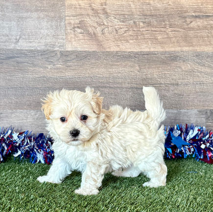 Maltipoo puppy for sale Mack
