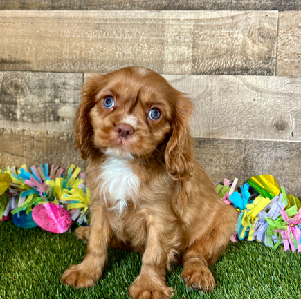 Cavalier puppy for sale Amos