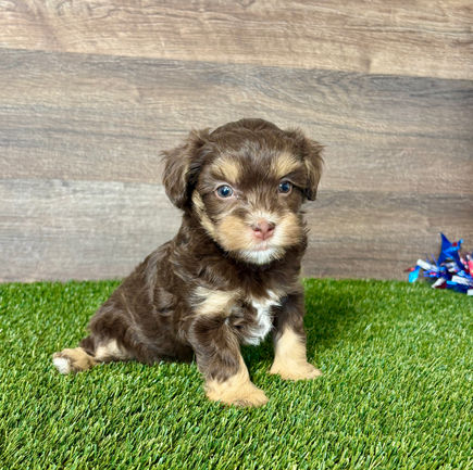 Maltipoo puppy for sale Jack