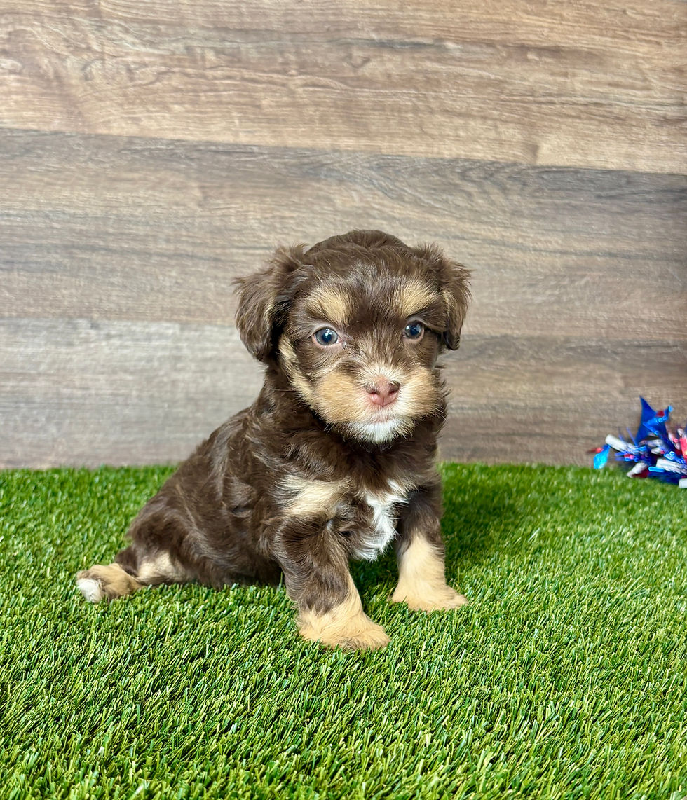 Maltipoo puppy for sale Jack