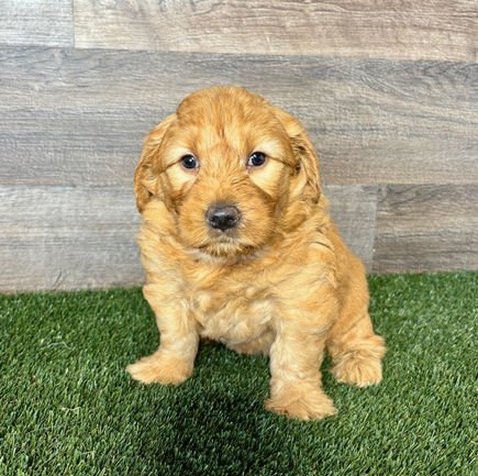 Golden Doodle puppy for sale Grace