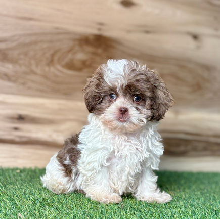 Shih-poo puppy for sale Teddy