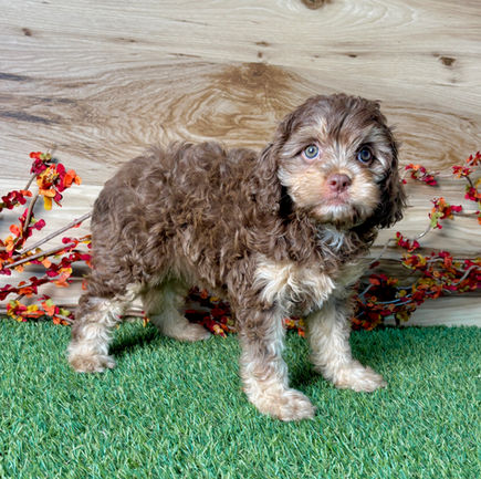 Cavapoo puppy for sale Cesar