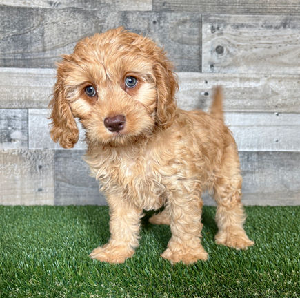 Cavapoo puppy for sale Bo