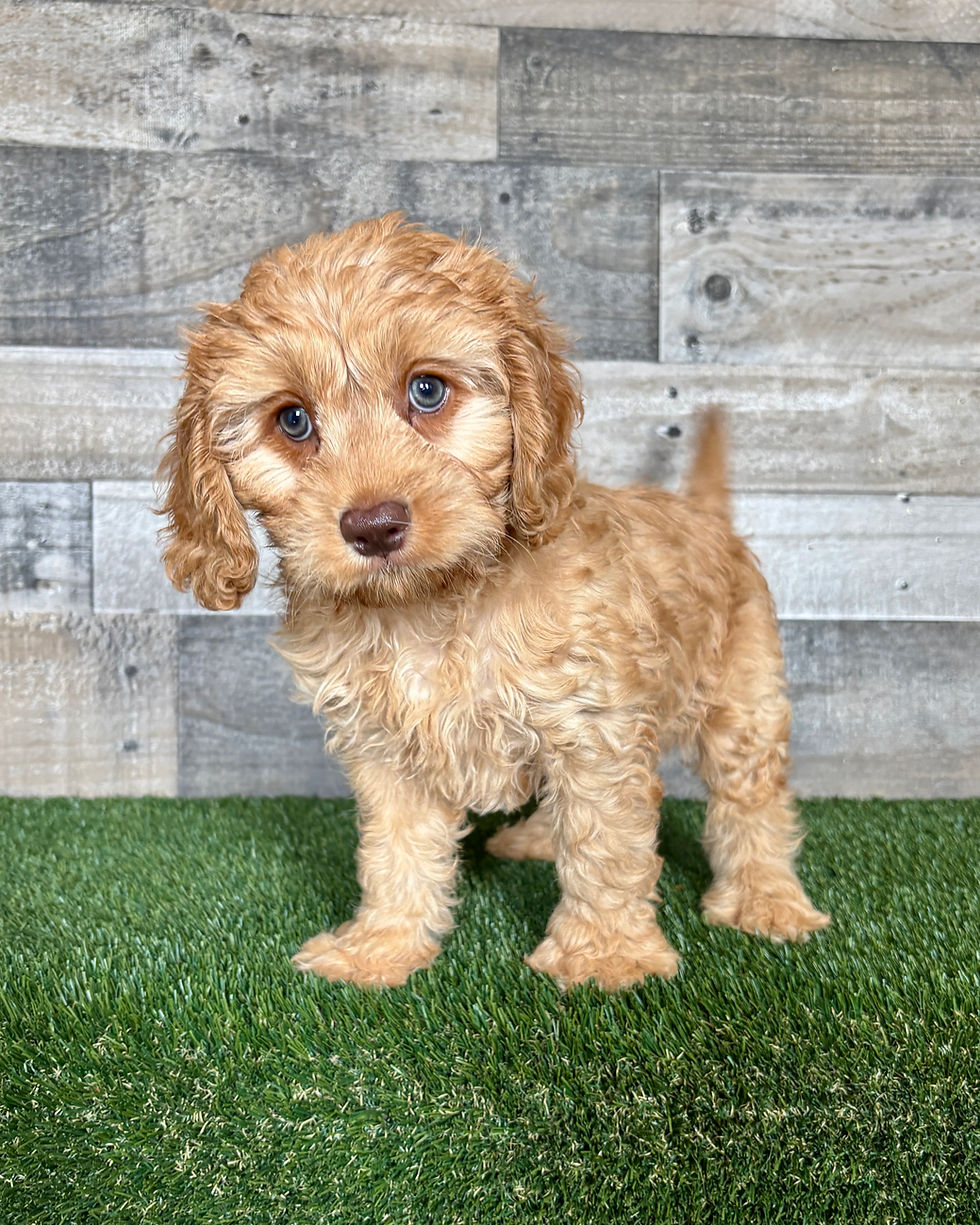 Cavapoo puppy for sale Bo