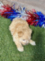 Maltipoo puppy for sale Miles