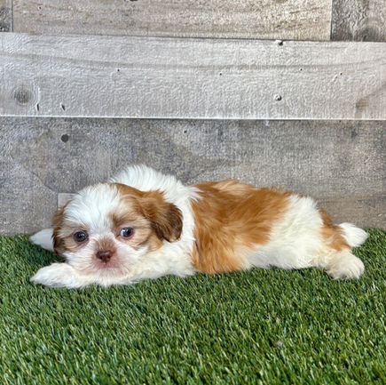 Shih-tzu puppy for sale Sully