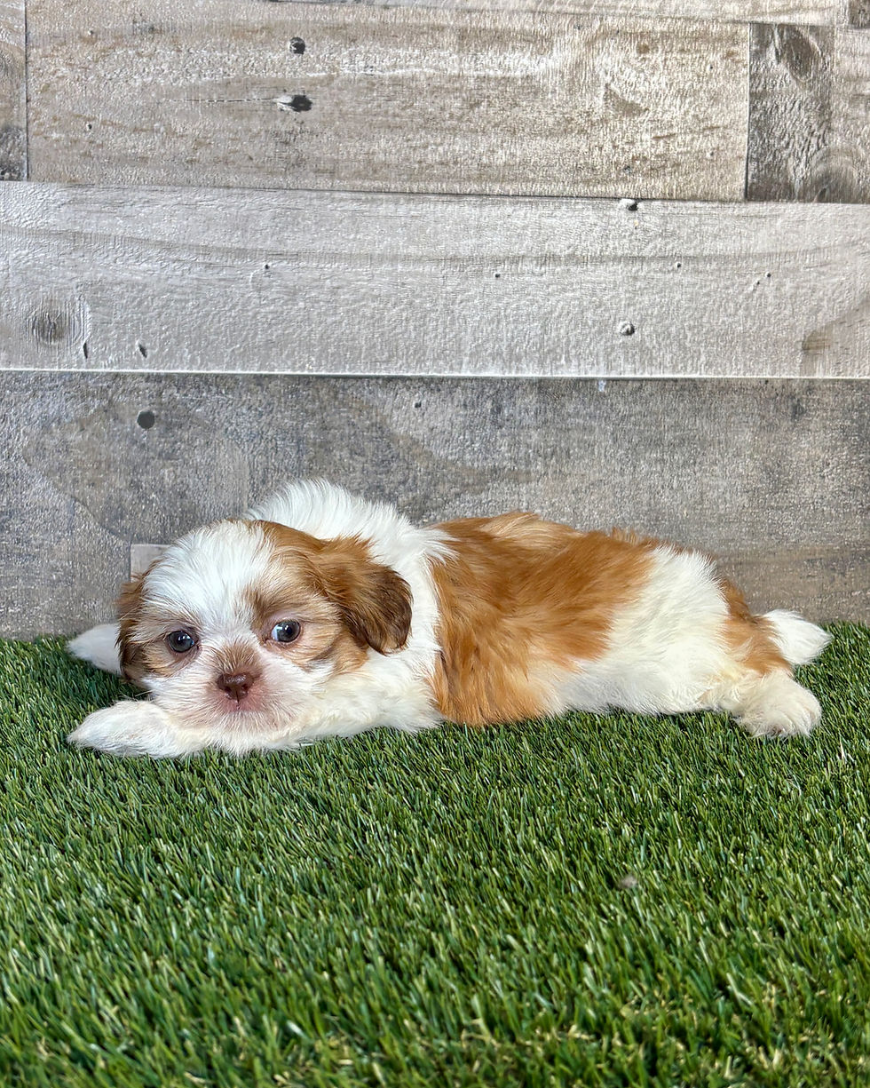 Shih-tzu puppy for sale Sully
