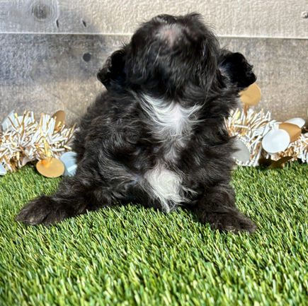 Shih-poo puppy for sale Titan