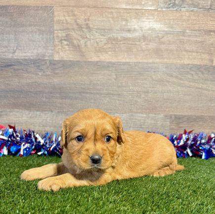 Golden Cavalier puppy for sale Gladys