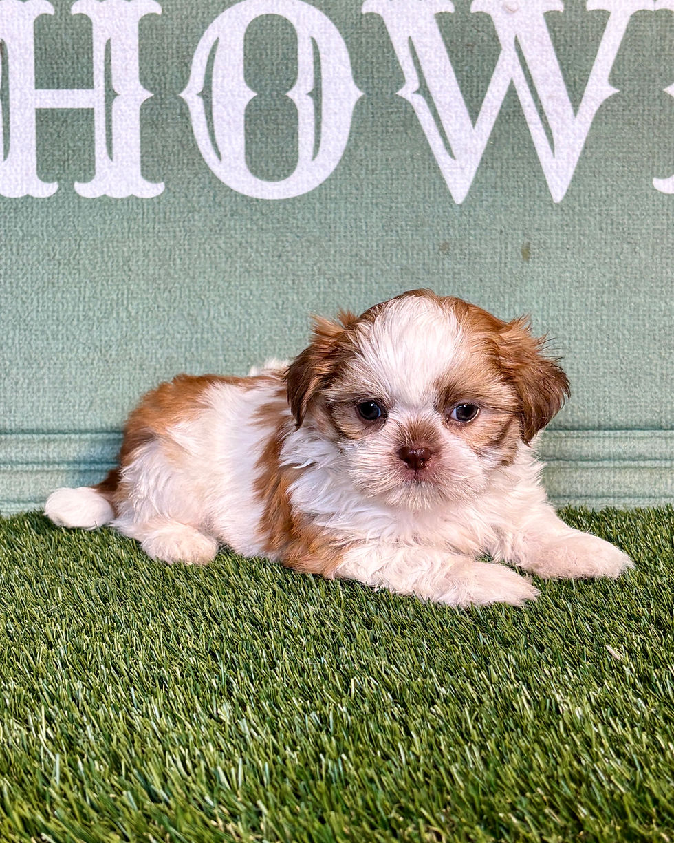 Shih-tzu puppy for sale Sully