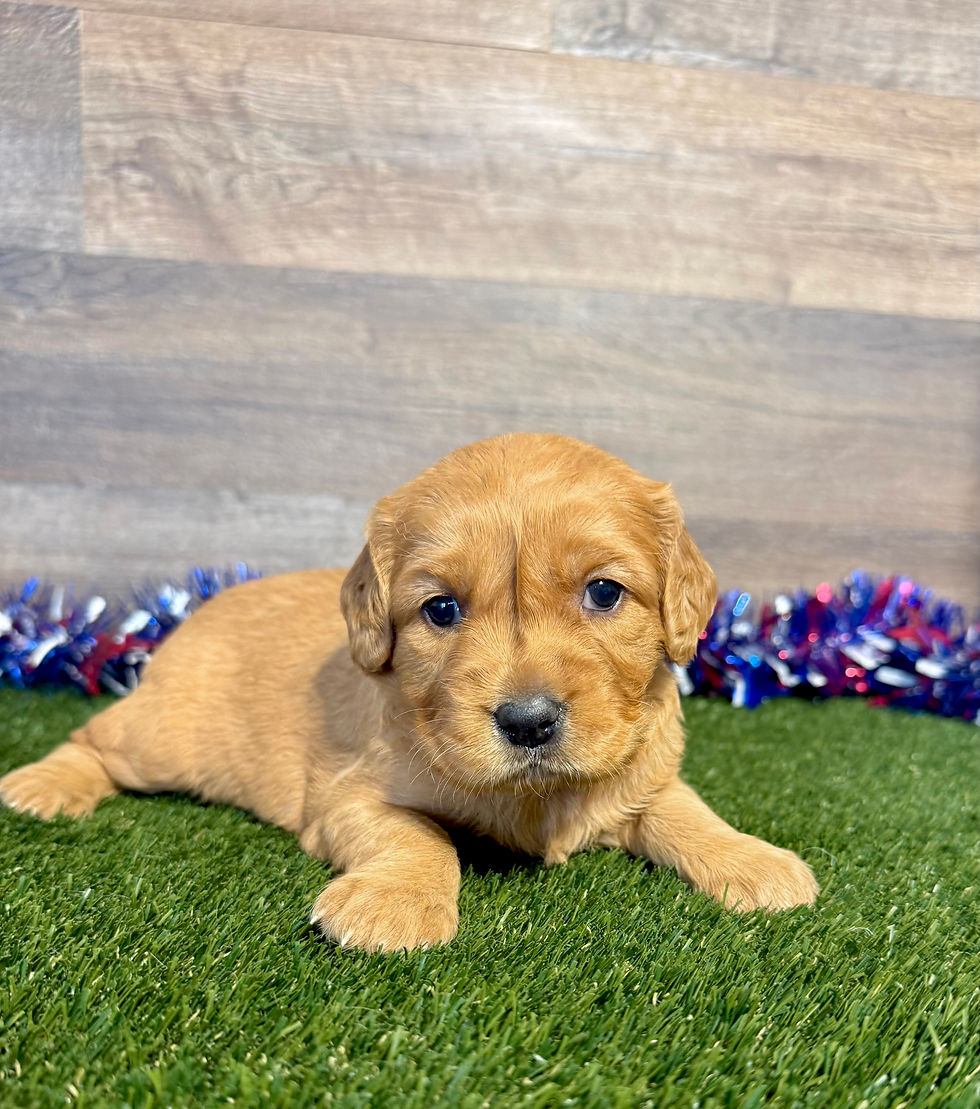 Golden Cavalier puppy for sale Gladys