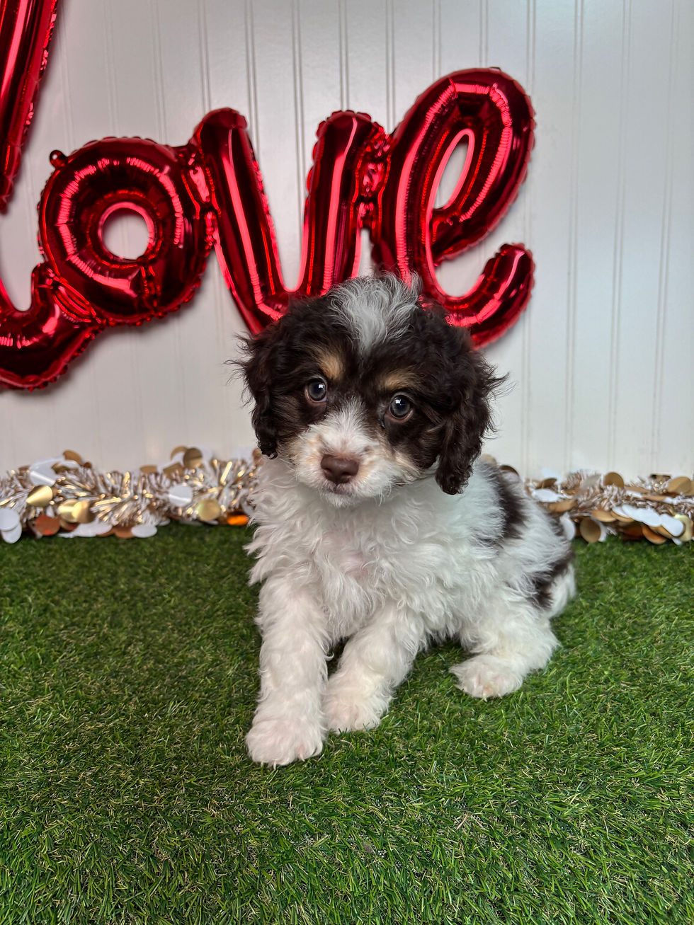 Cavapoo puppy for sale Kassie
