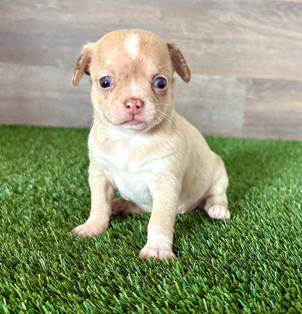 Chihuahua puppy for sale Lilly