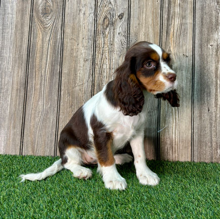 Cavalier puppy for sale Aries