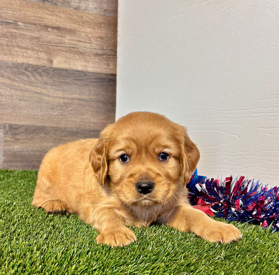 Golden Cavalier puppy for sale Fred