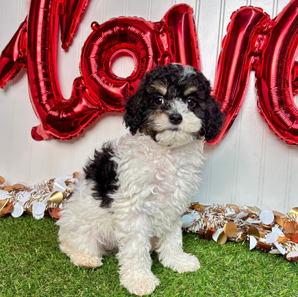 Cavapoo puppy for sale Klaire