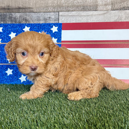 Cavapoo puppy for sale Cleo