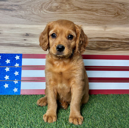 Golden Cavalier puppy for sale Griffen