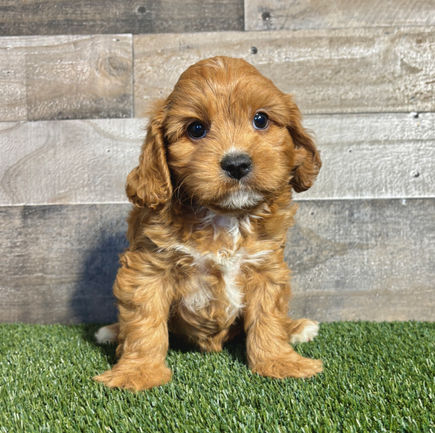 Cavapoo puppy for sale Celine