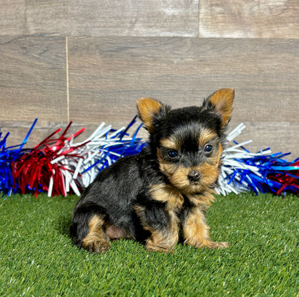 Yorkie puppy for sale Remi