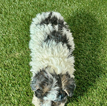 Toy Poodle puppy for sale Posie