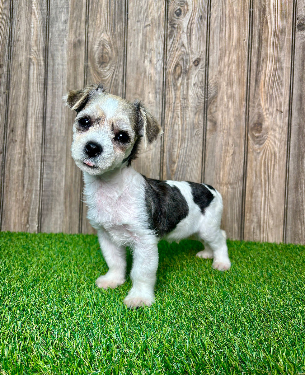 Morkie puppy for sale Waylon