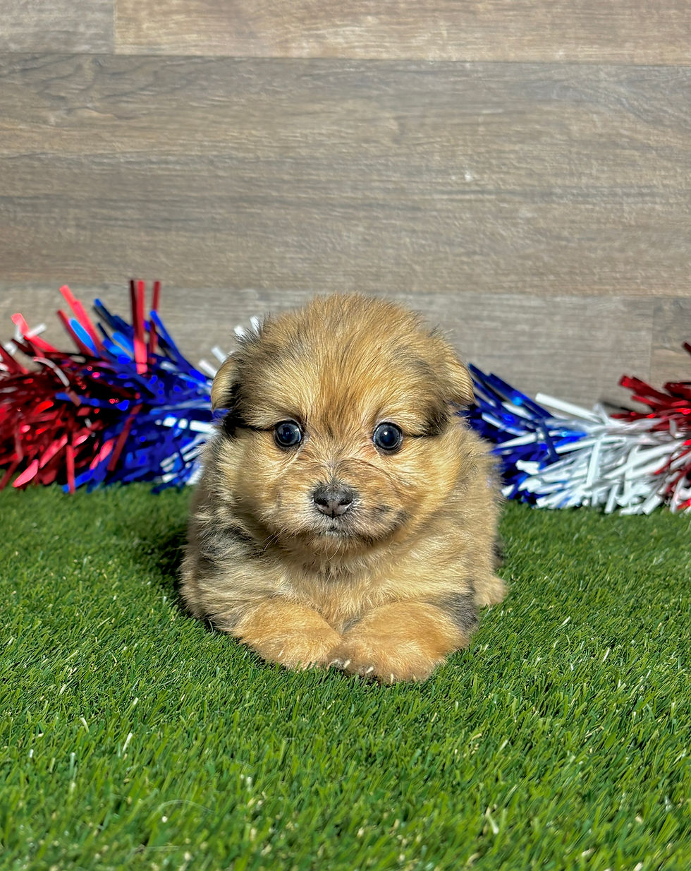 Pomapoo puppy for sale Oscar