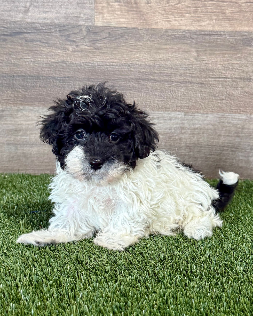 Maltipoo puppy for sale Levi