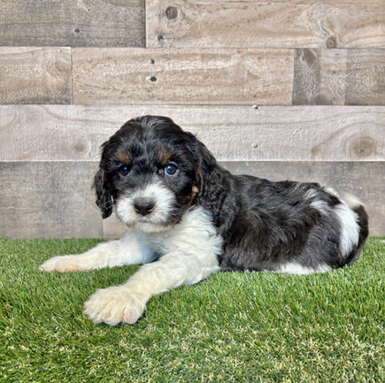Cavapoo puppy for sale Dax
