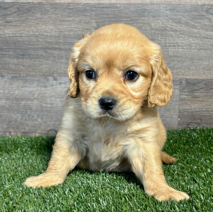 Golden Cavalier puppy for sale Fay