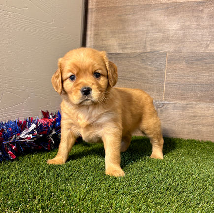 Golden Cavalier puppy for sale Ford