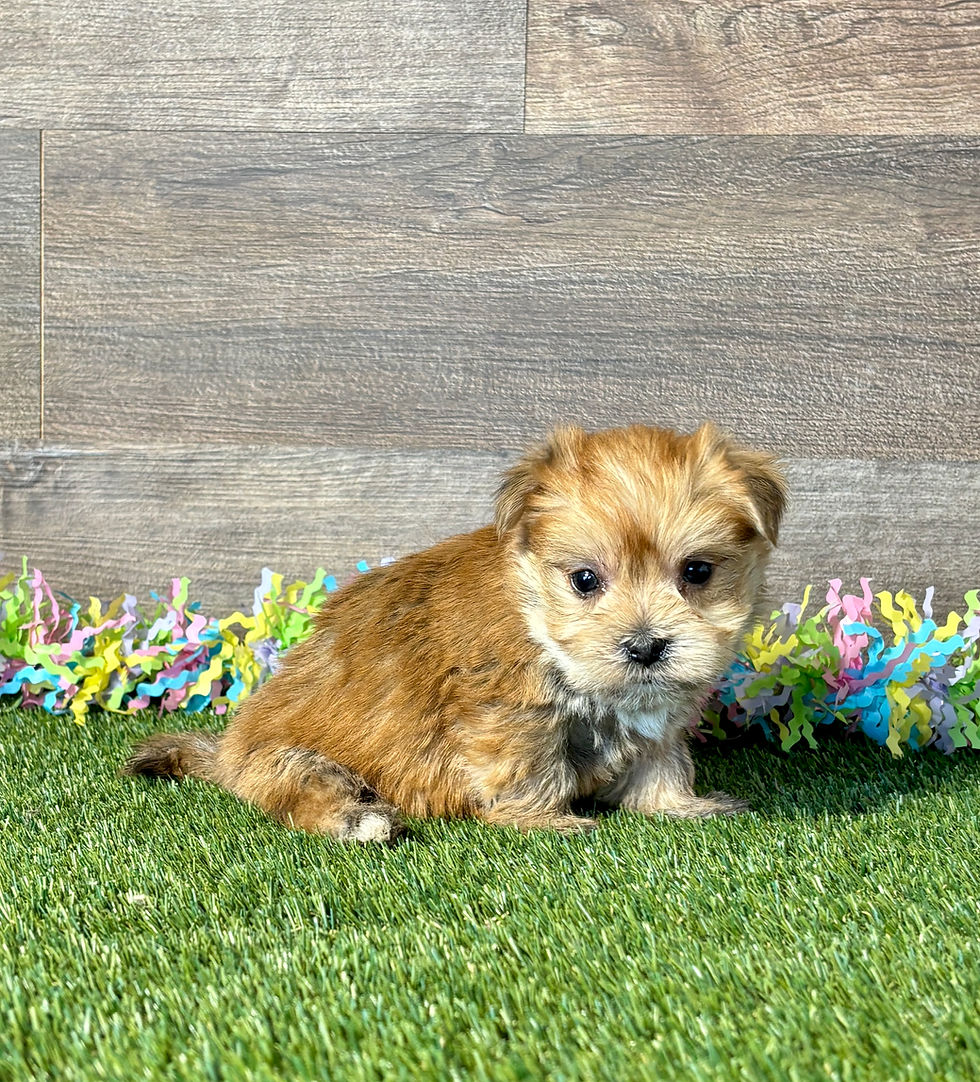 Morkie puppy for sale Harvey