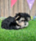 Morkie puppy for sale Luna