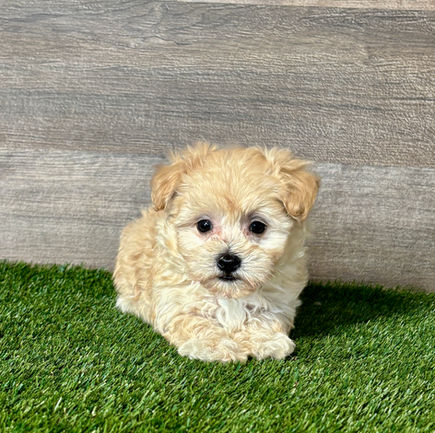 Maltipoo puppy for sale Miles