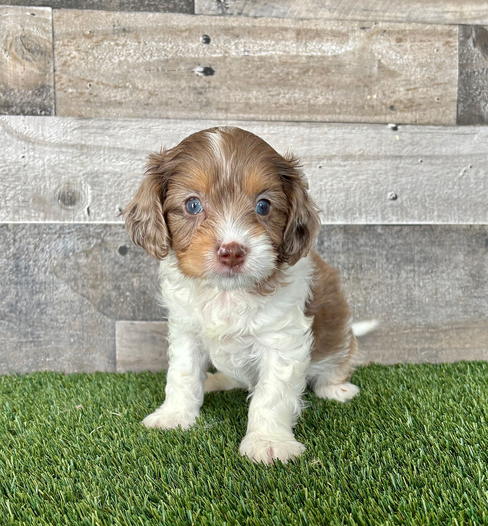Cavapoo puppy for sale Eli