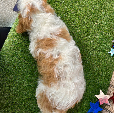 Cavapoo puppy for sale Cody