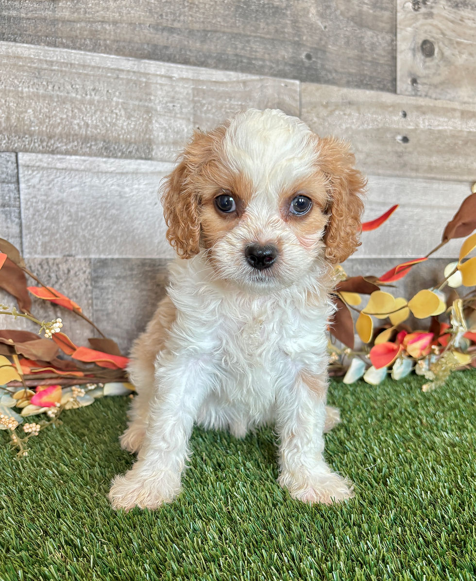 Cavapoo puppy for sale Deja