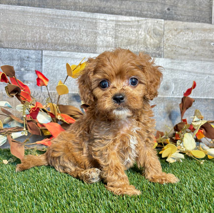 Cavapoo puppy for sale Dane