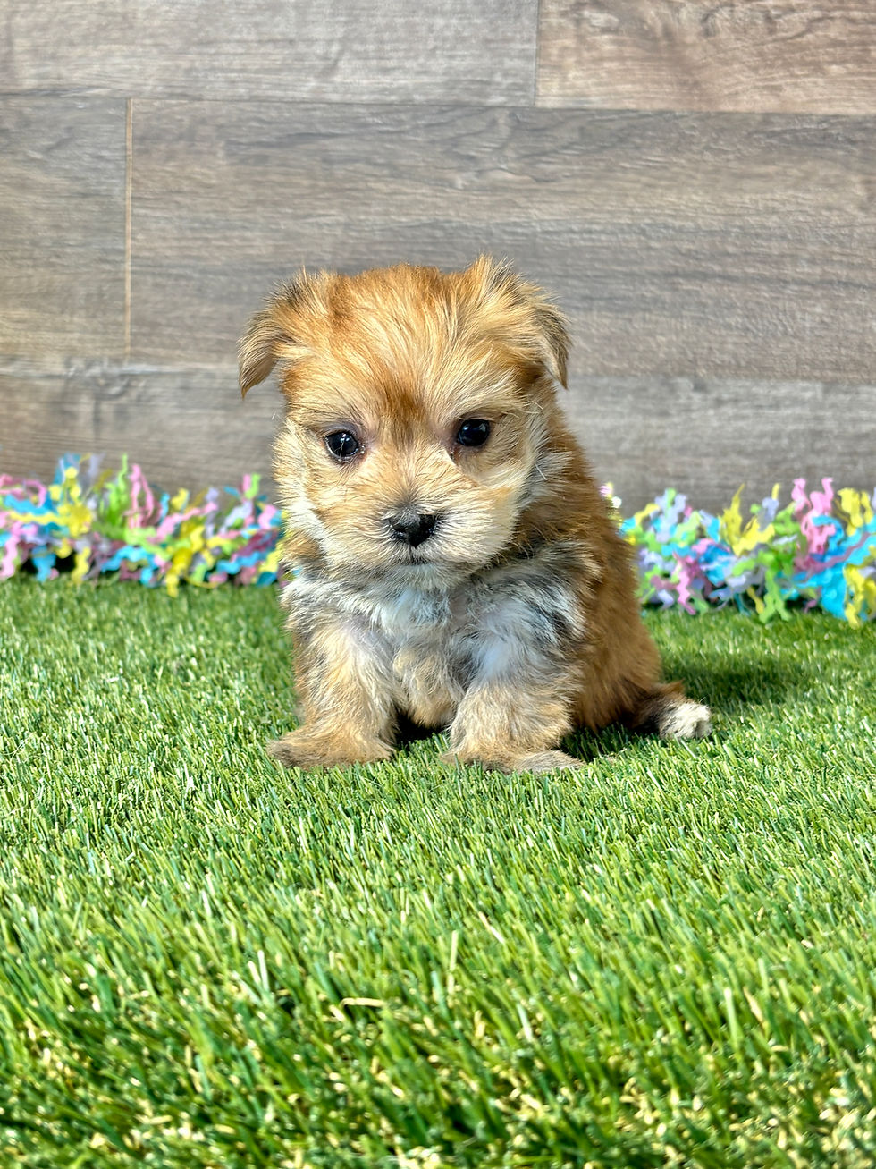 Morkie puppy for sale Harvey