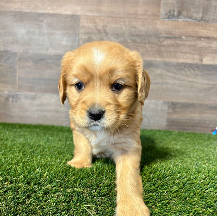 Golden Cavalier puppy for sale Finley