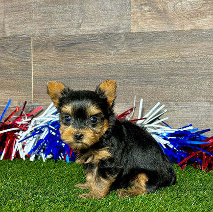 Yorkie puppy for sale Remi