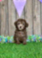 Poodle puppy for sale Jagger