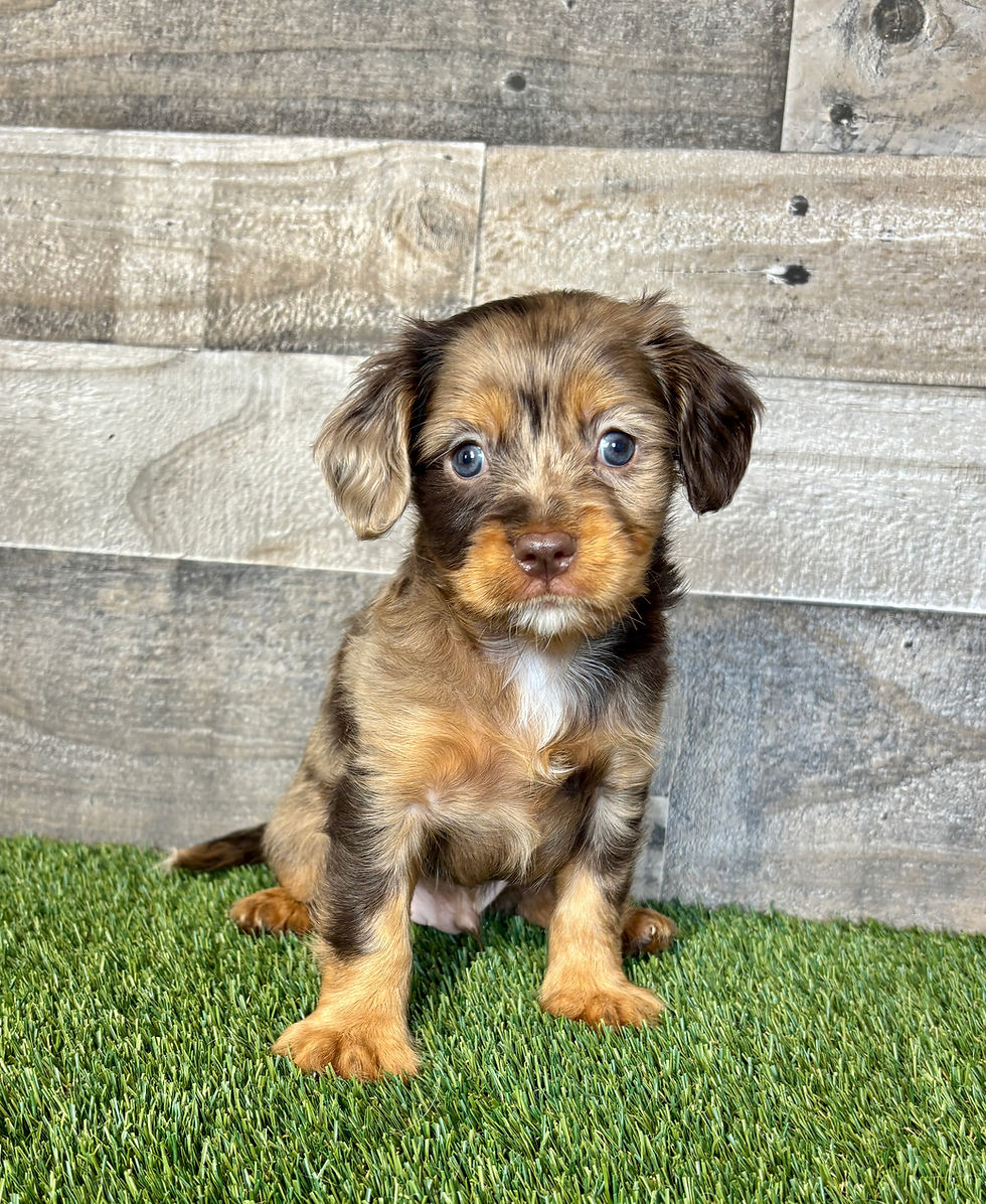 Cavapoo puppy for sale Edison