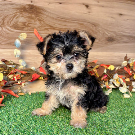 Morkie puppy for sale Nia