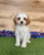 Cavapoo puppy for sale Demi