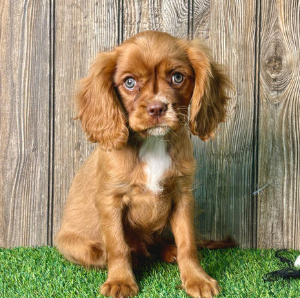 Cavalier puppy for sale Amos